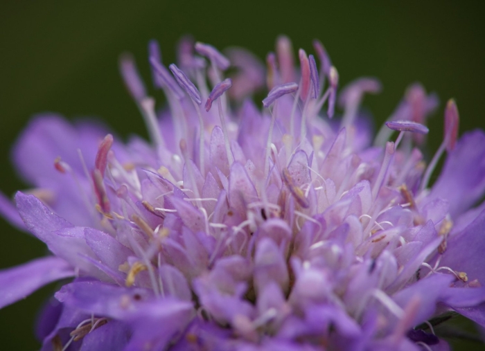 Короставник полевой