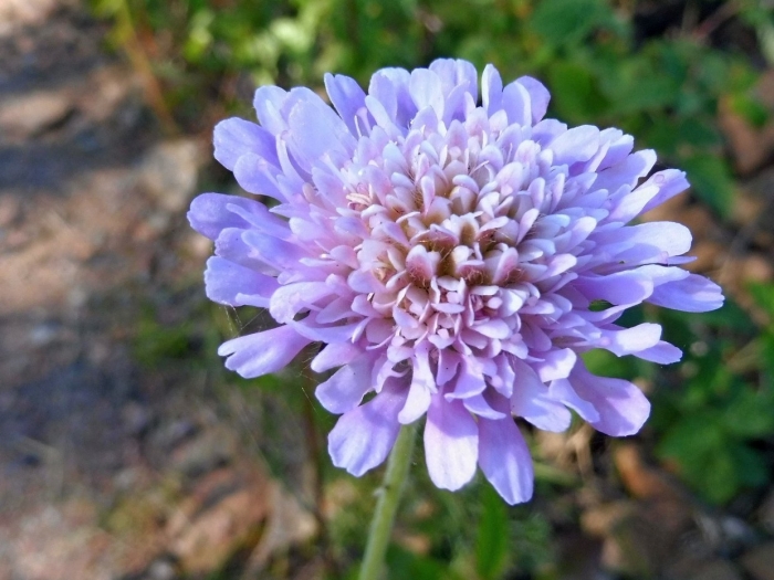 Короставник полевой