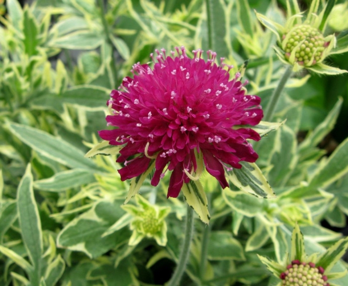 Короставник македонский