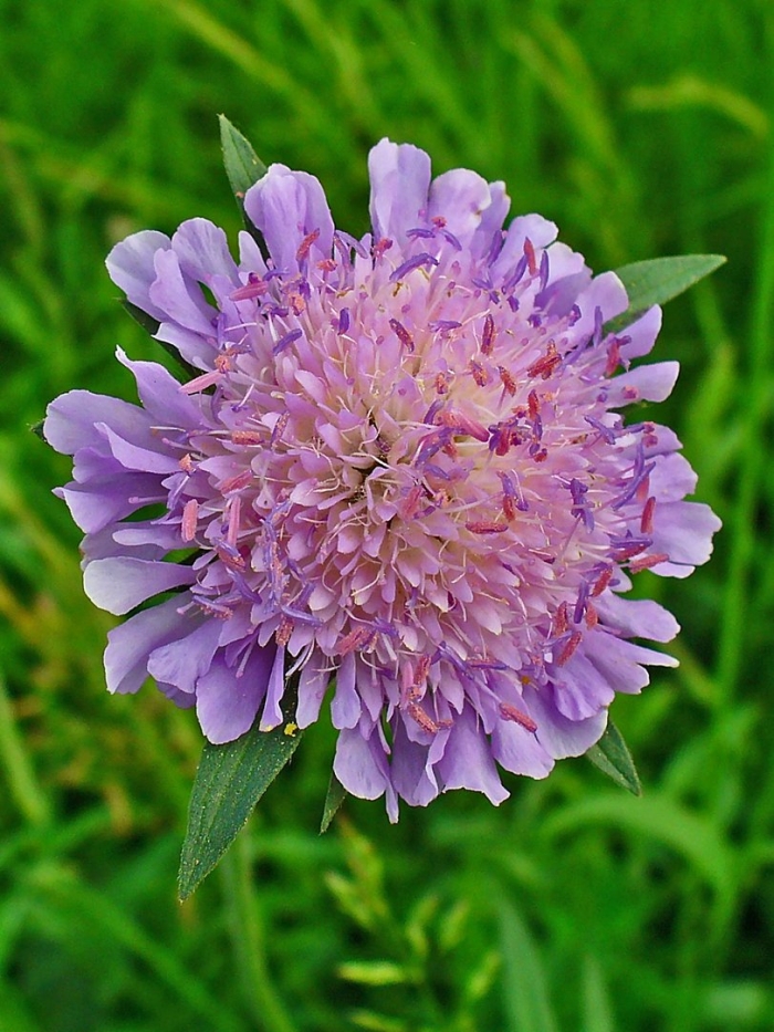 Короставник полевой (knautia arvensis)