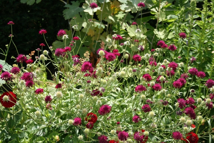 Скабиоза македонская