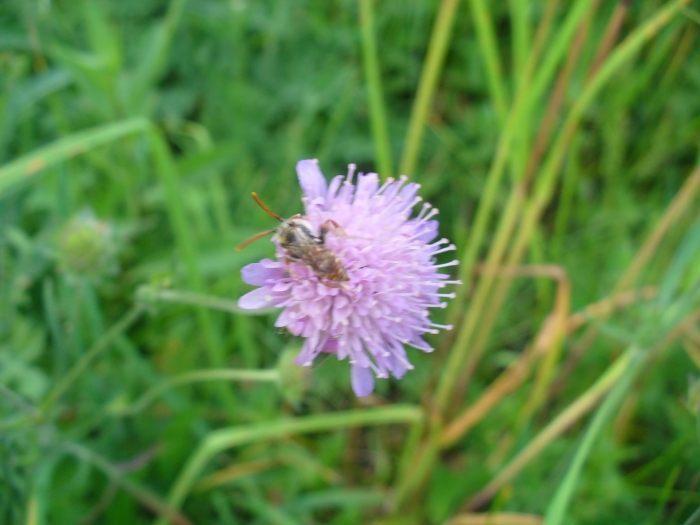 Короставник луговой