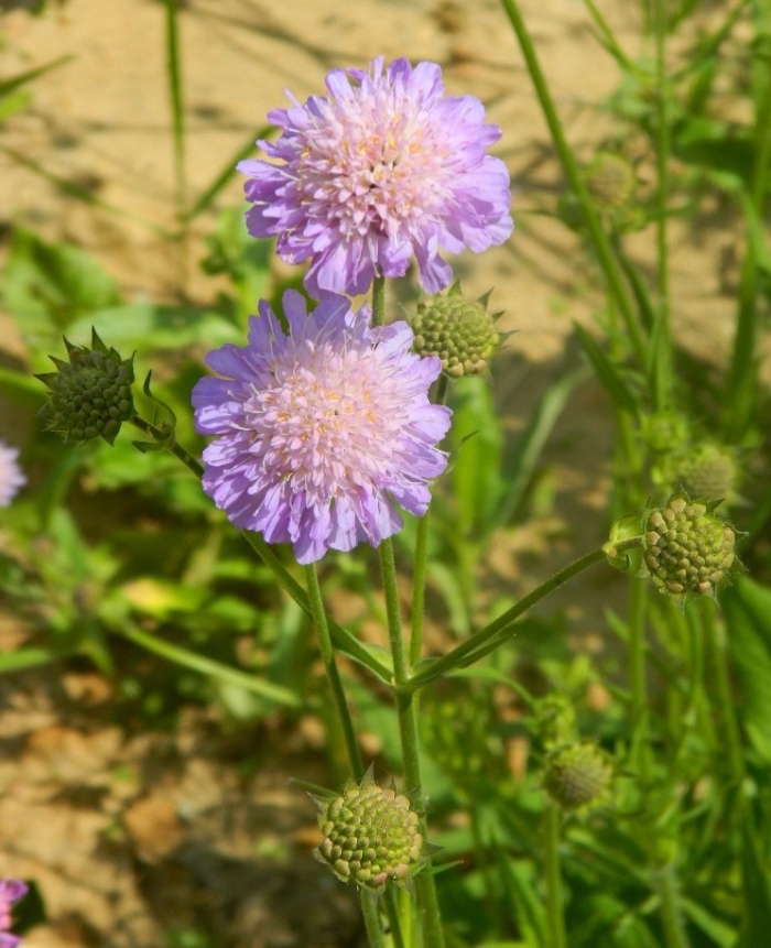 Короставник полевой