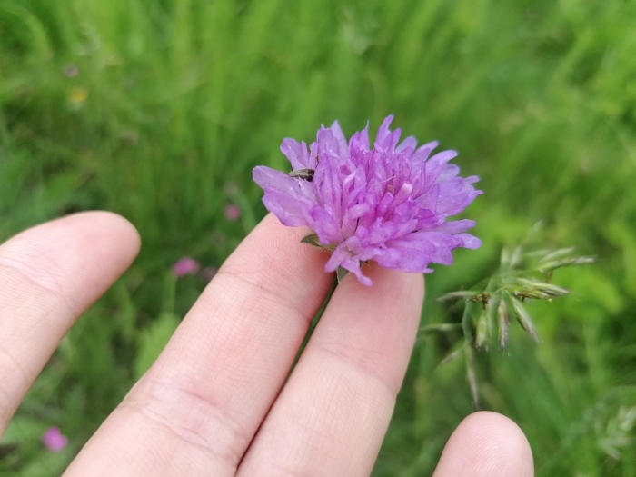 Растение клевер