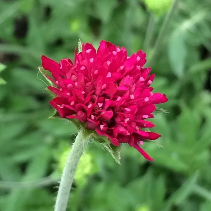 Короставник македонский (knautia macedonica)