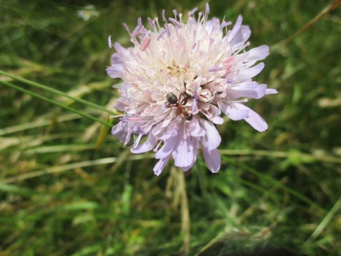Knautia arvensis