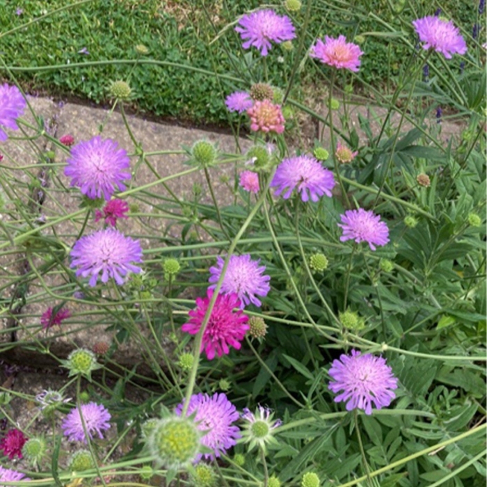 Knautia dipsacifolia
