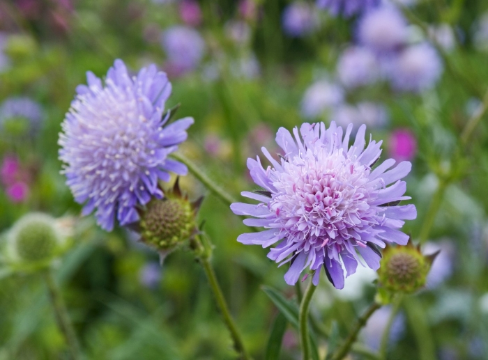 Короставник полевой (knautia arvensis)