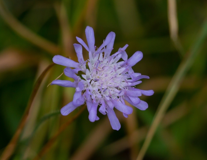 Короставник полевой