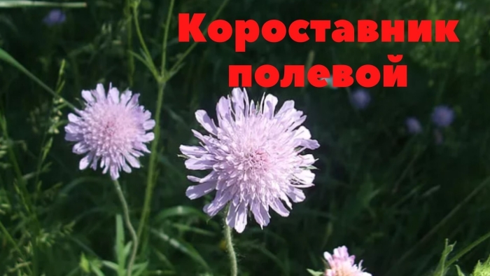 Короставник полевой