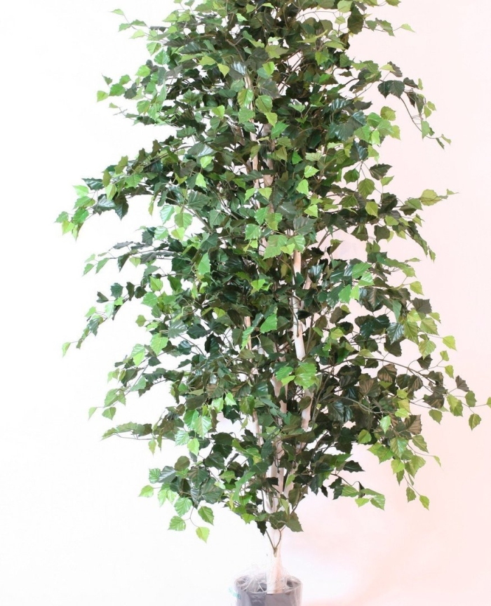 Фикус березка