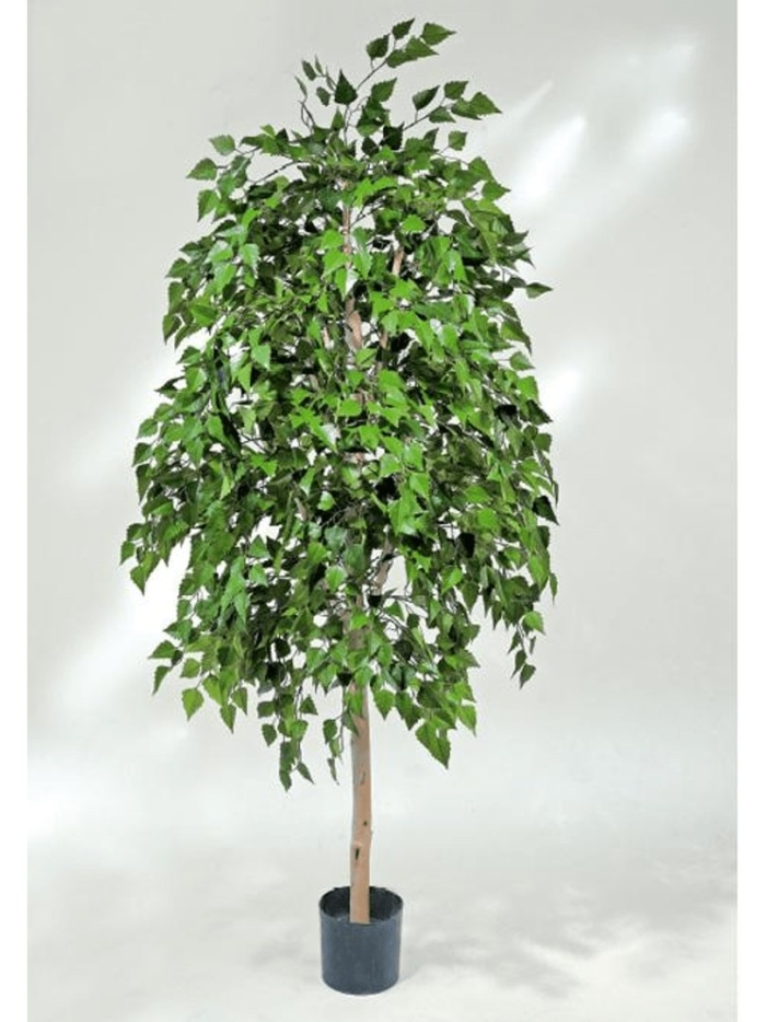 Декоративная берёза комнатная