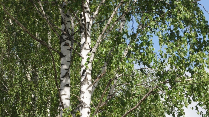 Береза россии