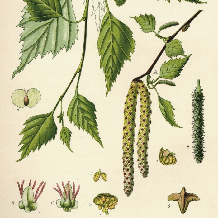 Береза повислая плод