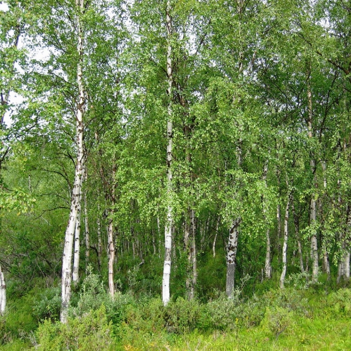 Лес березовый