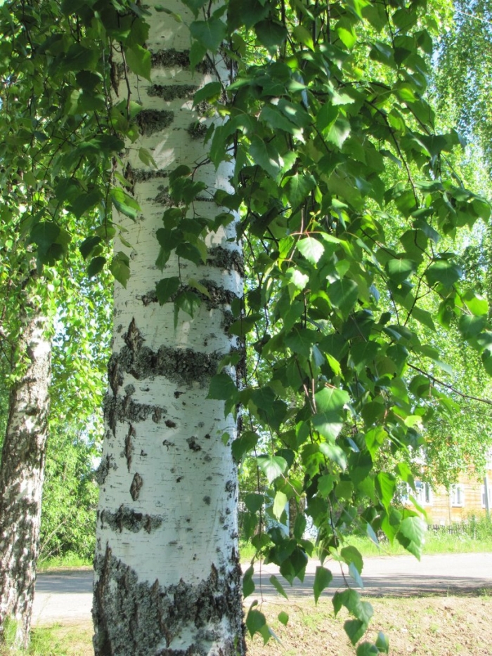 Святая троица береза