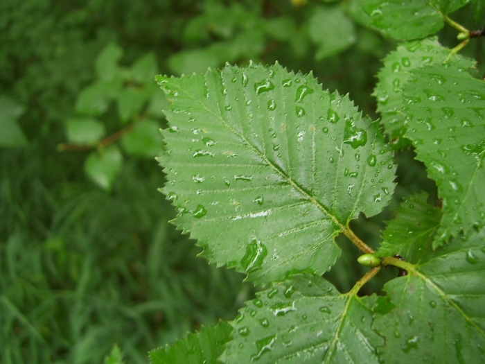 Betula populifolia