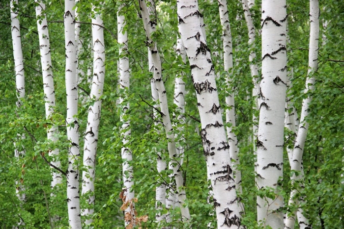 Деревья россии береза