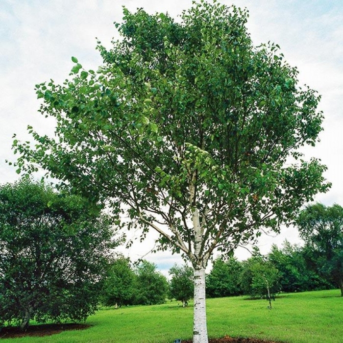 Береза полезная жакмана