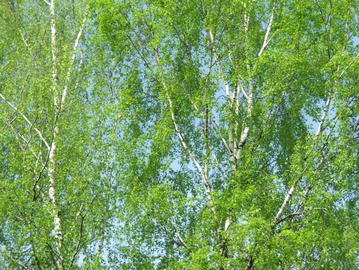 Береза бородавчатая