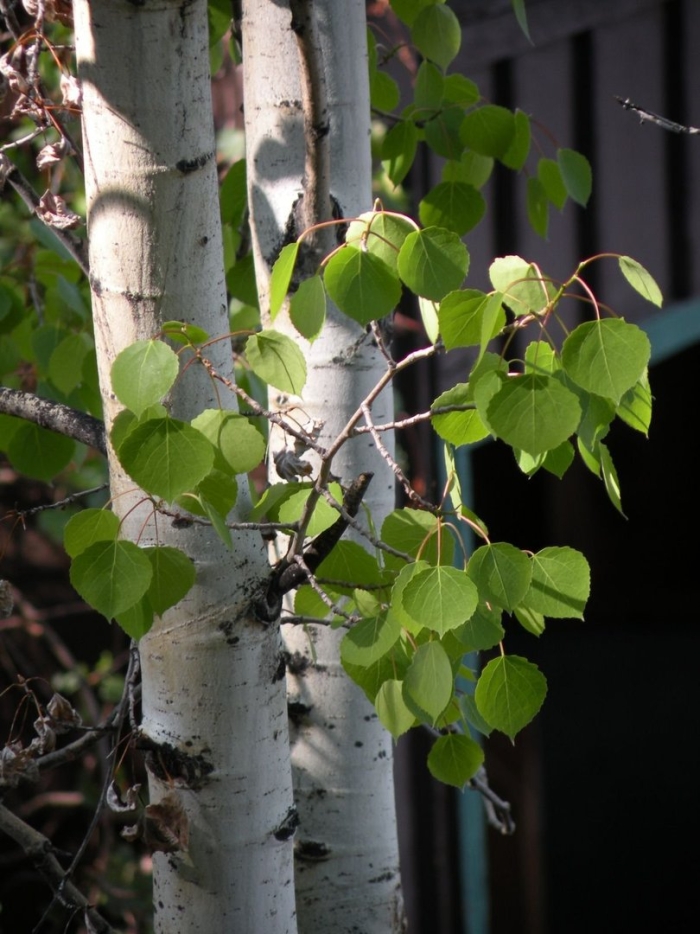 Осина populus tremula