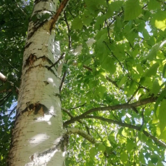 Дерево береза