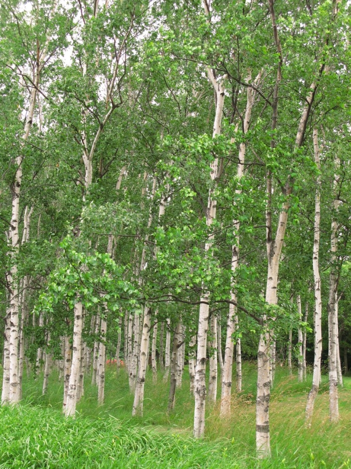 Осина обыкновенная populus tremula