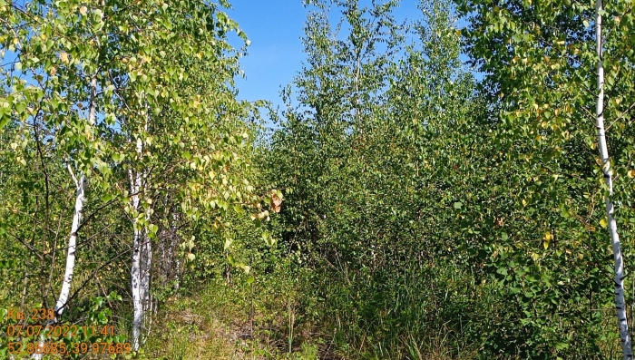 Береза повислая семена