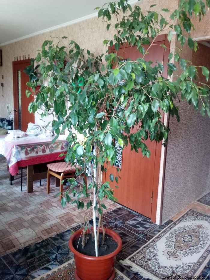 Комнатное дерево березка