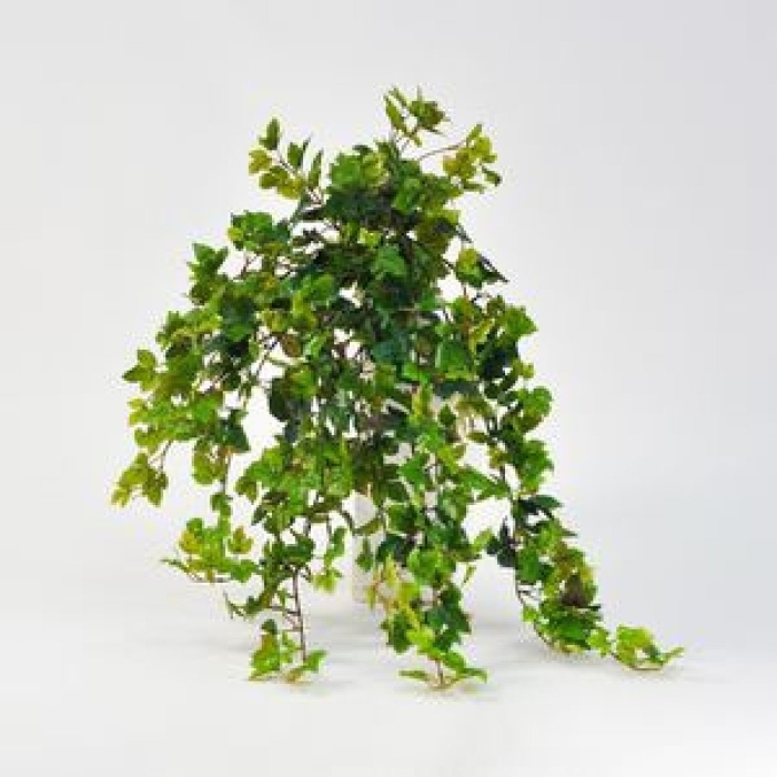 Роициссус березка