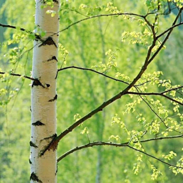 Весенняя береза