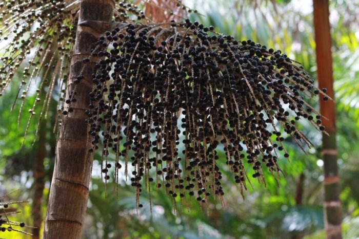 Дерево асаи