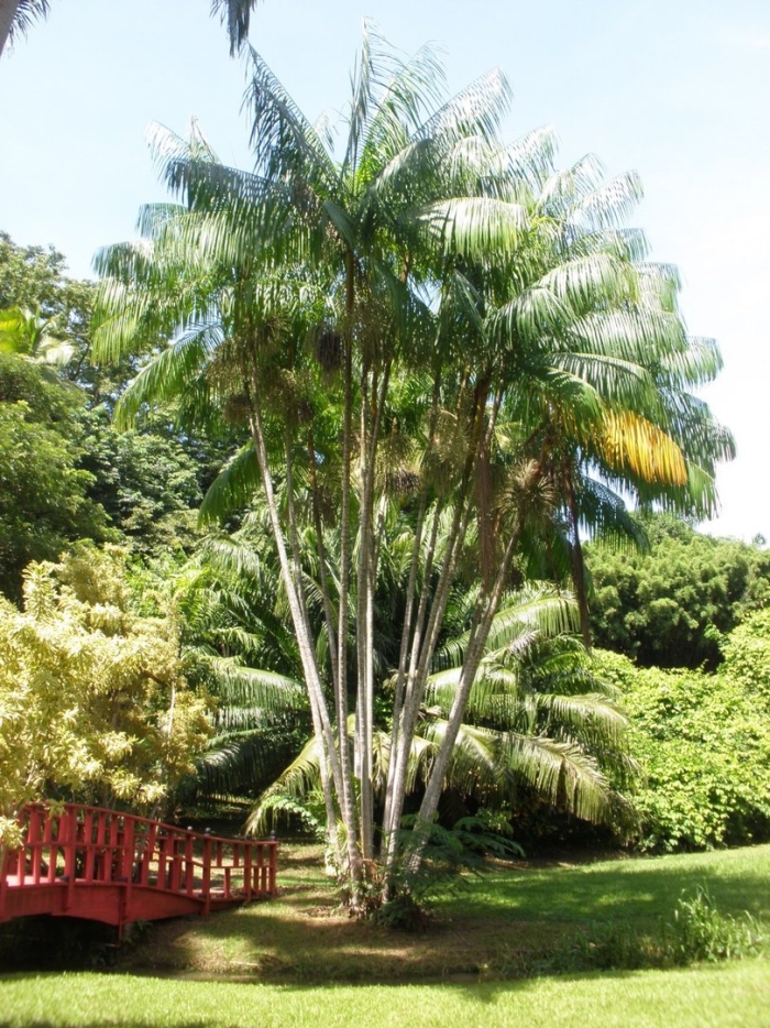 Тростниковая пальма арека