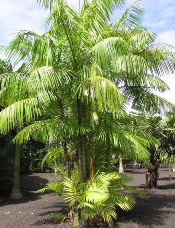 Эвтерпа пальма