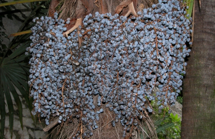 Трахикарпус форчуна плоды