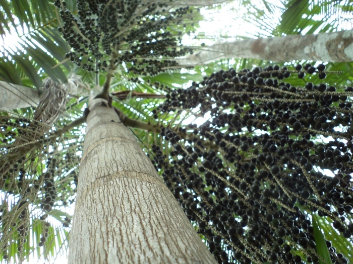 Эвтерпа асаи