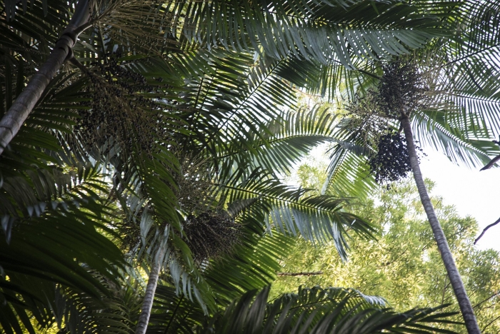 Archontophoenix cunninghamiana