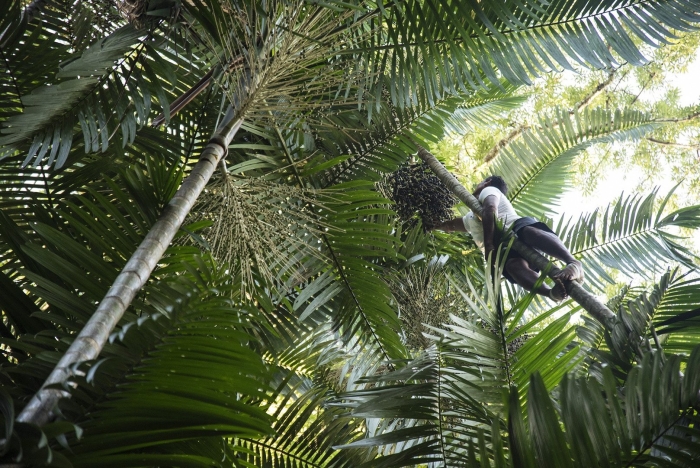 Тропические джунгли