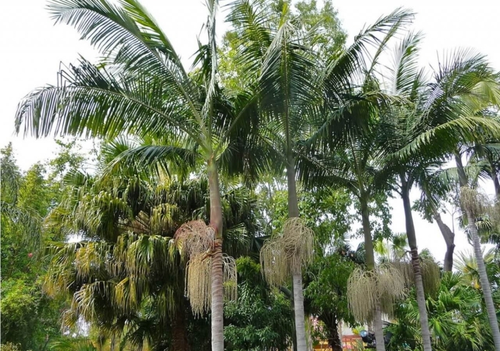 Archontophoenix alexandrae