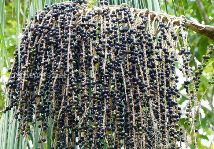 Эвтерпа асаи