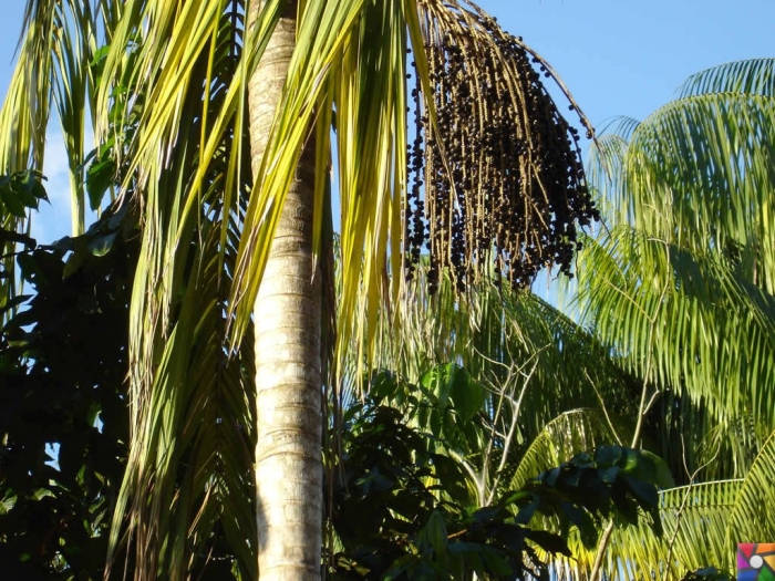 Acai palm