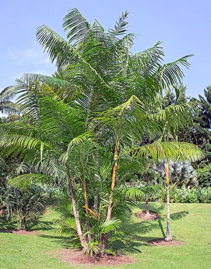 Dypsis lutescens