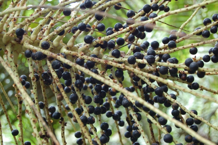 Пальма асаи (euterpe oleracea)