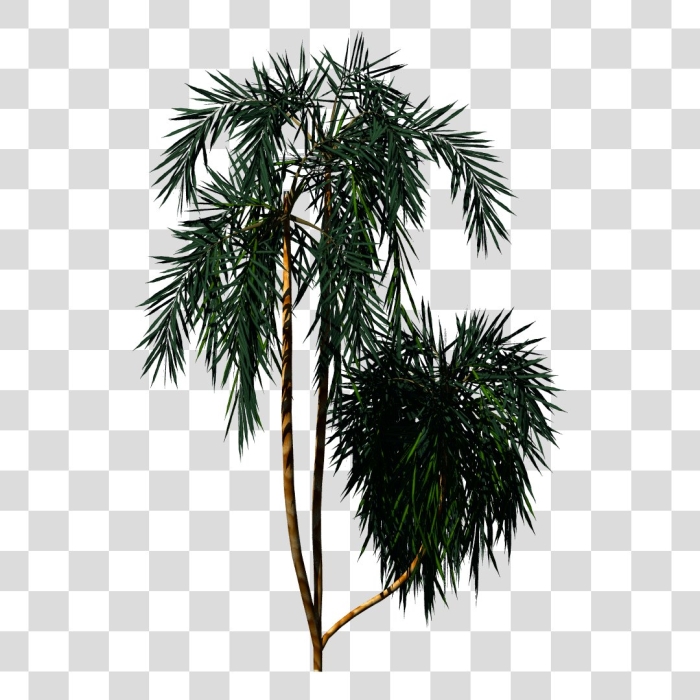 Ветка финиковой пальмы