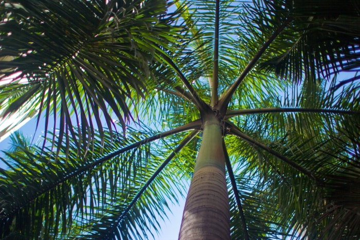 Махинджаури пальмы