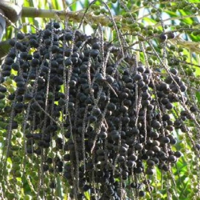 Плоды пальмы асаи