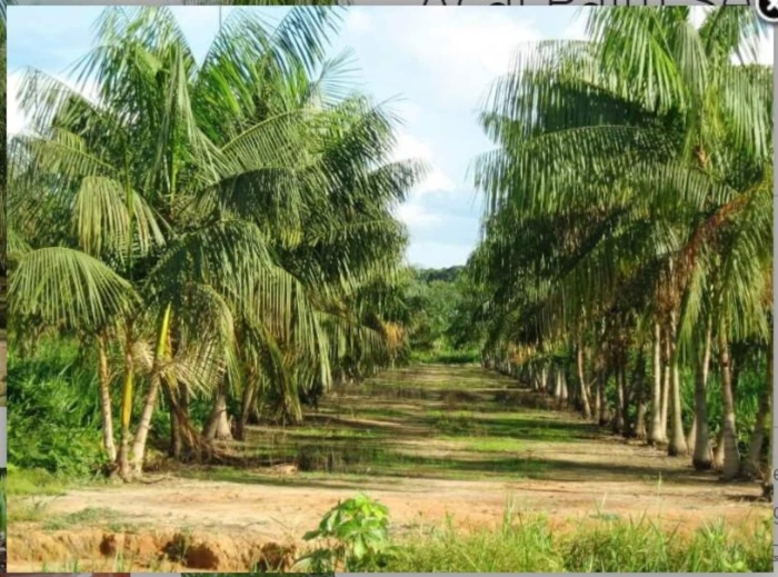 Плантации масличной пальмы