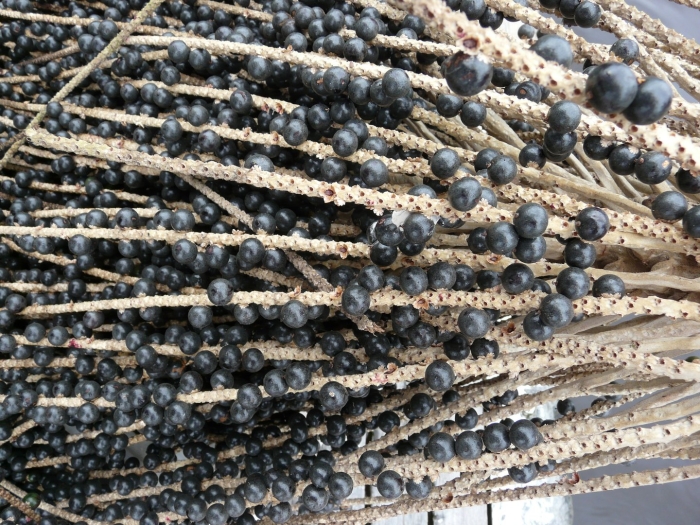 Эвтерпа асаи