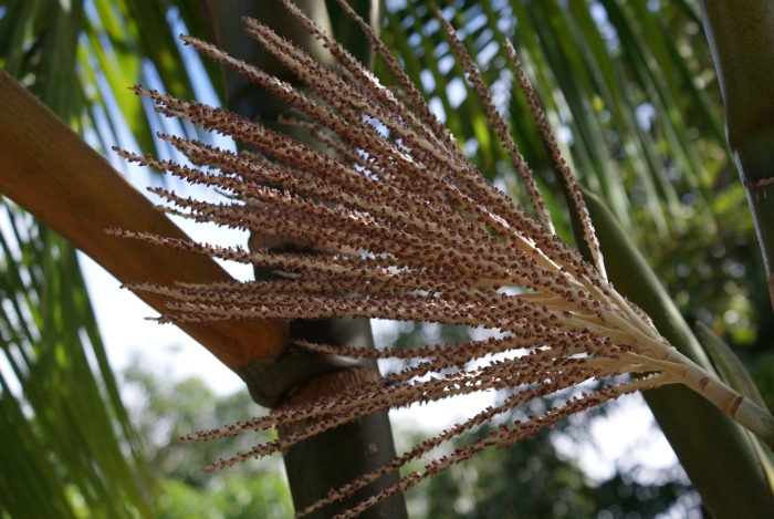 Ротанговая пальма