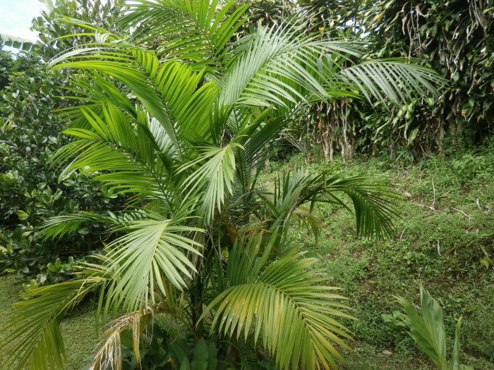 Пальма archontophoenix